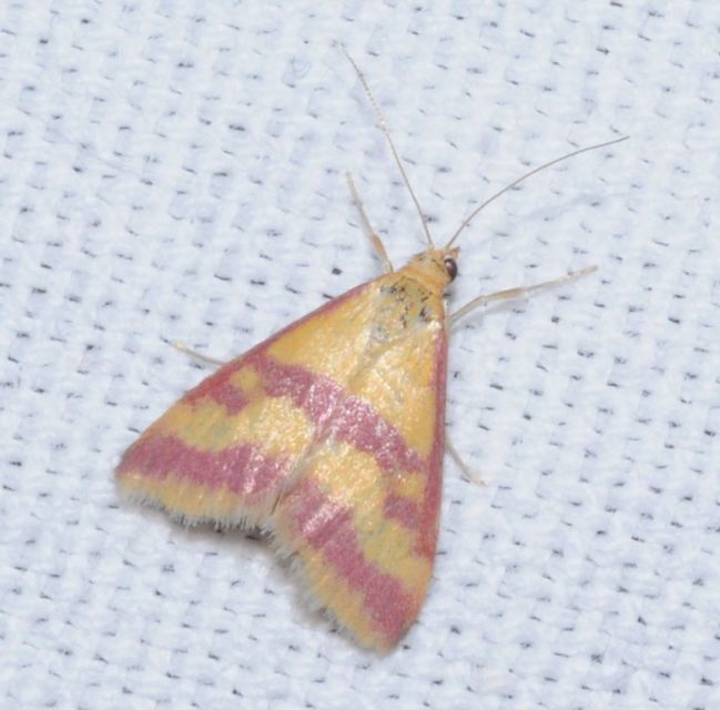 Pyrausta sanguinalis/virginalis