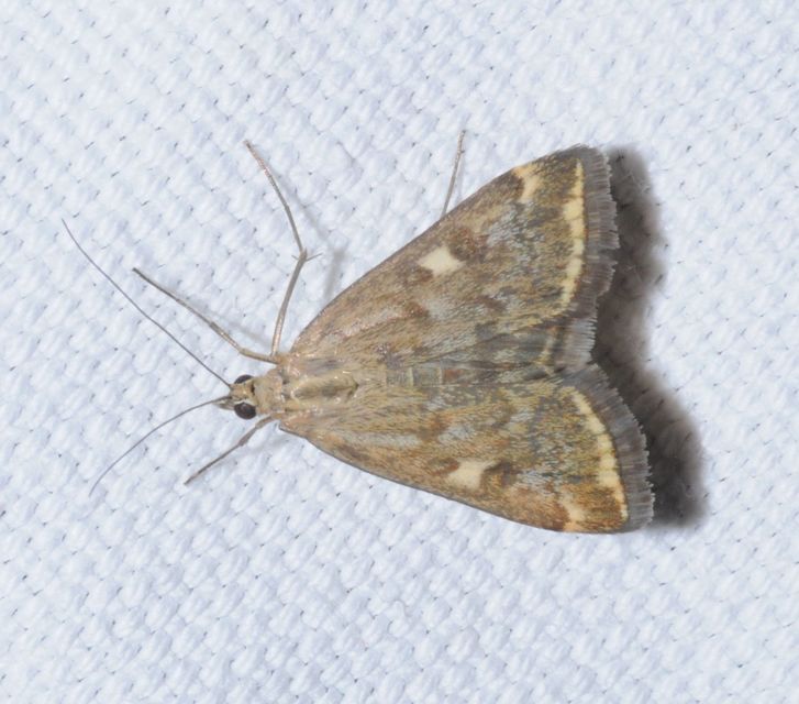 Loxostege sticticalis - muszkamoly