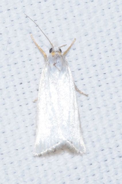 Crambus perlella - gyöngyházas fűgyökérmoly