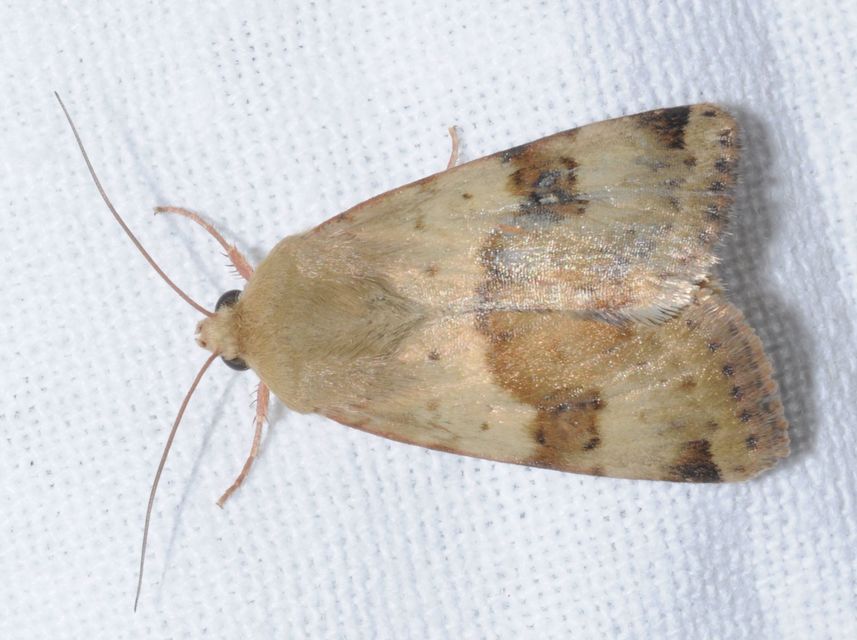 Heliothis viriplaca - mácsonyabagoly