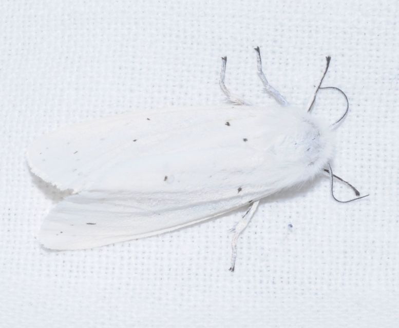 Spilosoma urticae - hószínű medvelepke