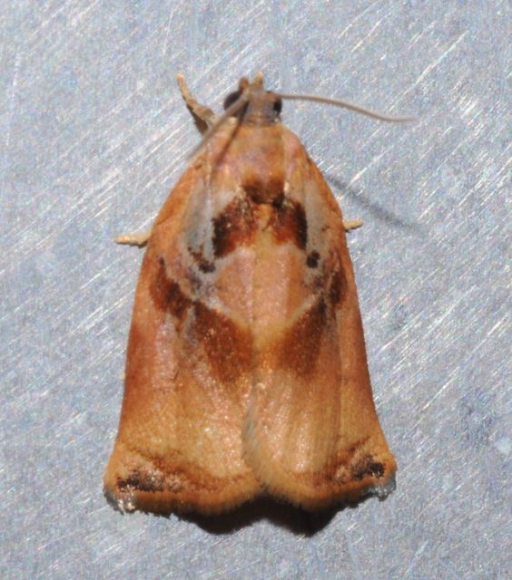 Archips podana - dudvarágó sodrómoly
