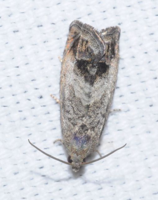 Cydia splendana - tölgymakkmoly