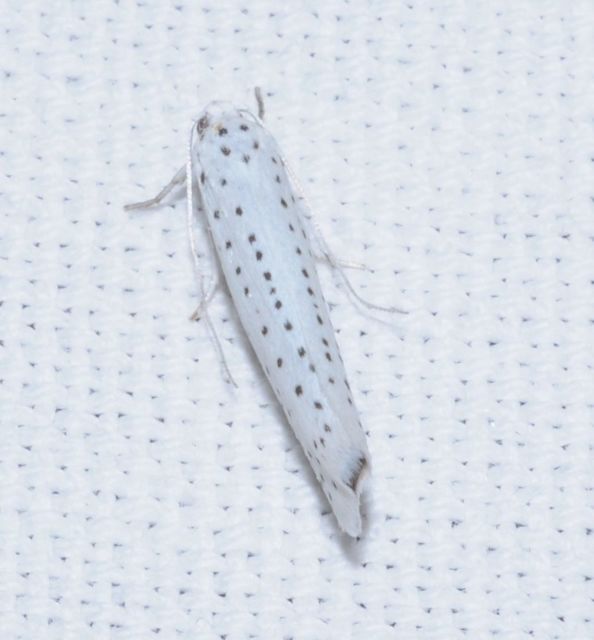 Yponomeuta evonymella - pókhálós májusfamoly