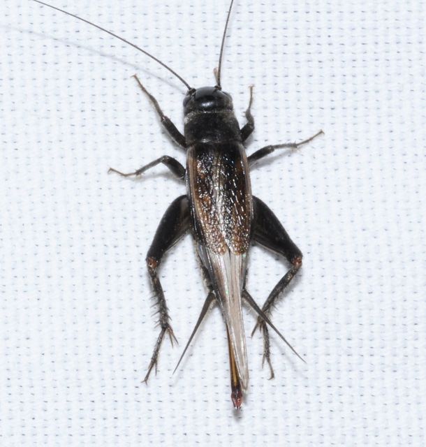 Eumodicogryllus bordigalensis - bordói tücsök