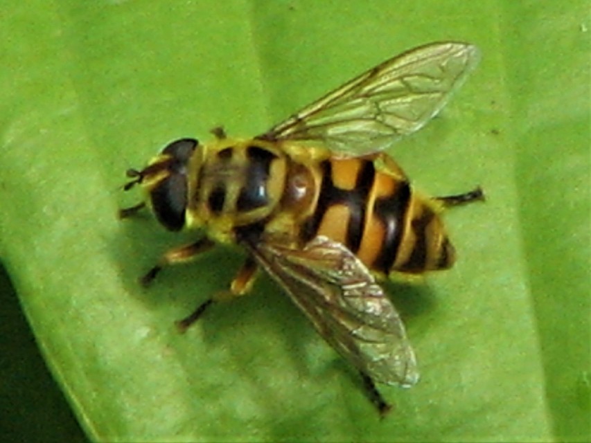 Myathropa florea - halálfejes odúlégy