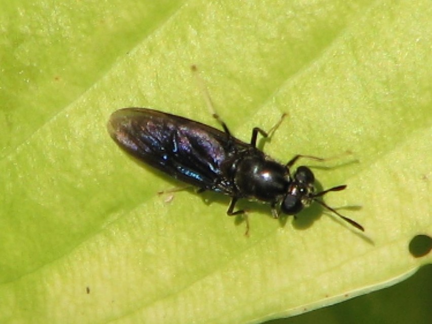 Hermetia illucens