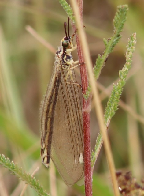 Myrmecaelurus trigrammus - hangyafarkas