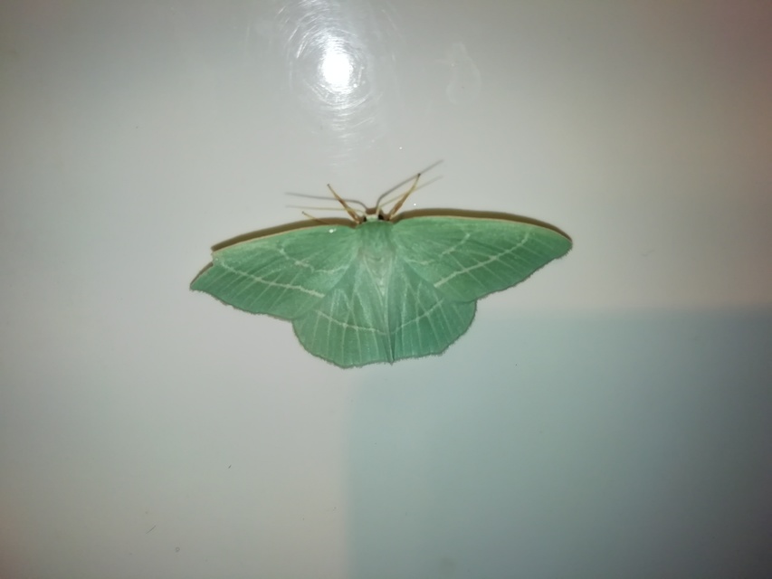 Hemistola chrysoprasaria - kékes zöldaraszoló