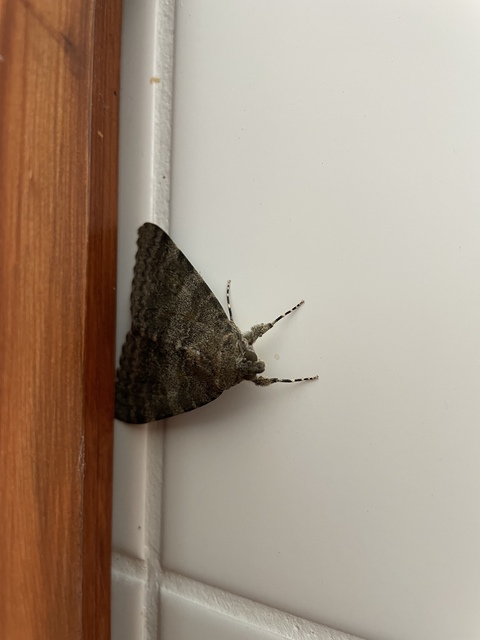 Catocala elocata - közönséges övesbagoly
