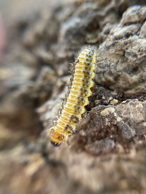 Xanthogalerucella luteola - szilfa-olajosbogár