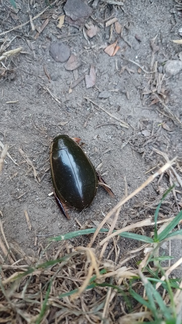 Cybister lateralimarginalis - nagy búvárbogár