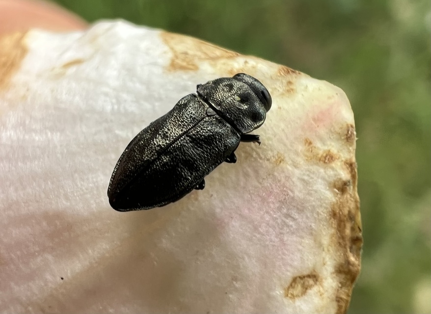 Anthaxia quadripunctata - fekete virágdíszbogár Anthaxia quadripunctata - fekete virágdíszbogár