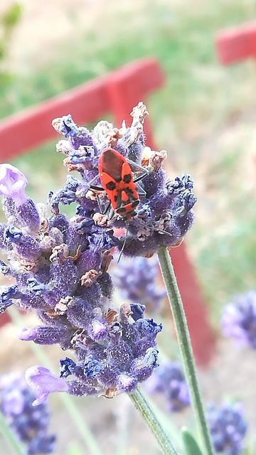 Corizus hyoscyami - piros karimáspoloska