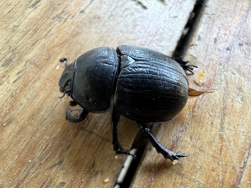 Anoplotrupes stercorosus - erdei álganéjtúró