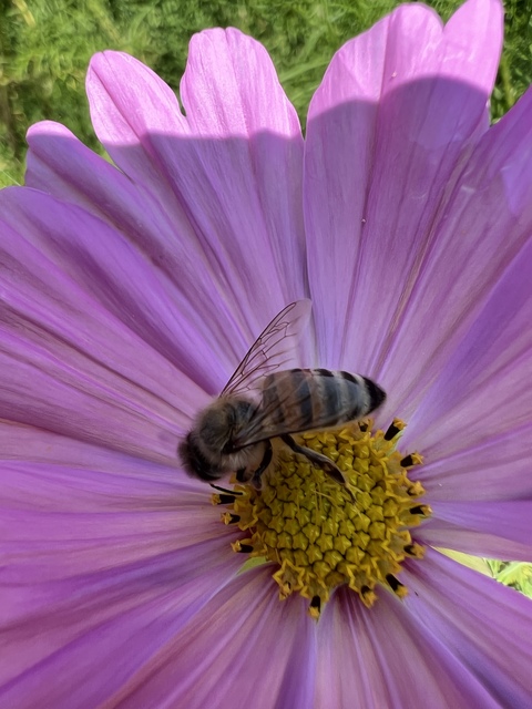 Apis mellifera - háziméh