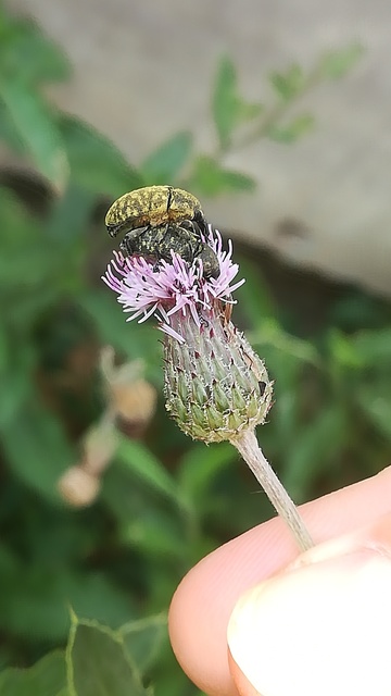 Larinus turbinatus - kúposorrú púderbarkó