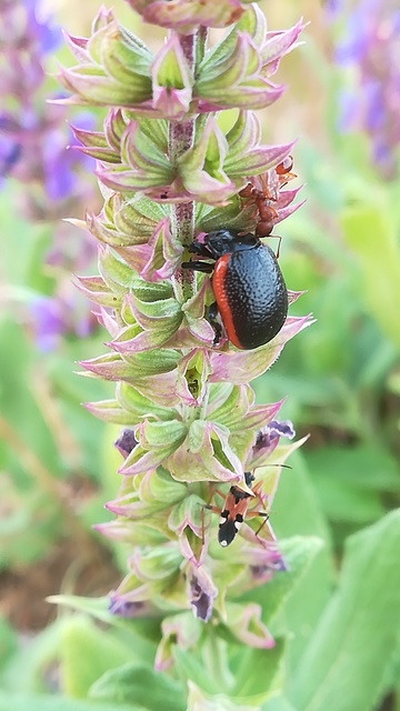 Chrysolina kuesteri - ráncos szegélyeslevelész