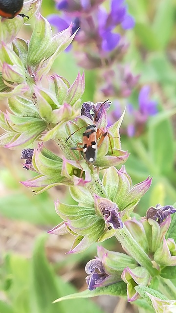 Beosus quadripunctatus - pettyes homokibodobács