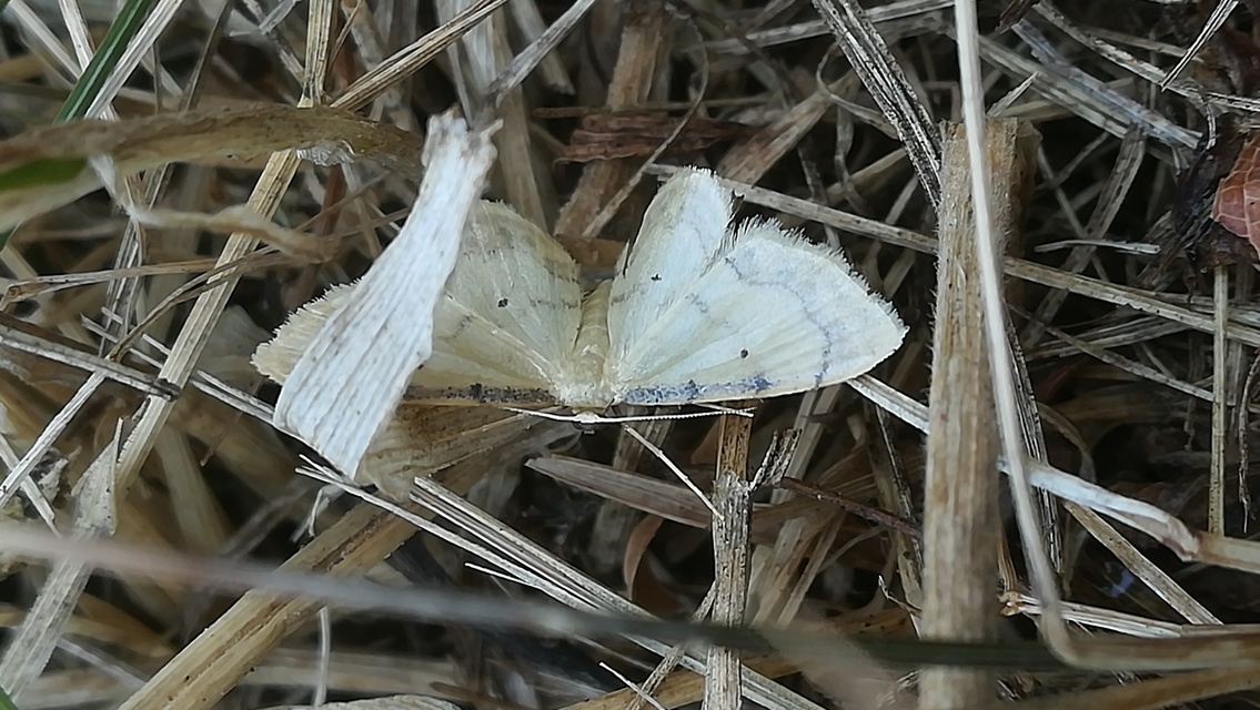 Idaea politaria - vonalas apróaraszoló
