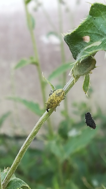Larinus carlinae - foltos púderbarkó
