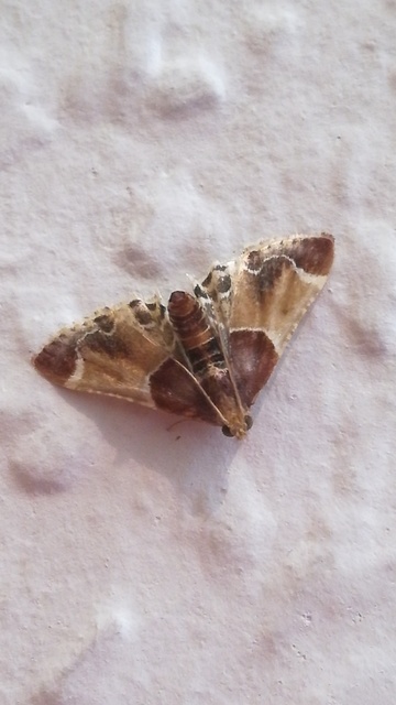 Pyralis farinalis - lisztilonca
