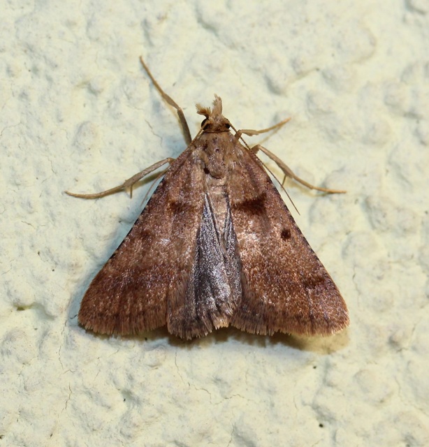 Stemmatophora brunnealis - barna fényilonca