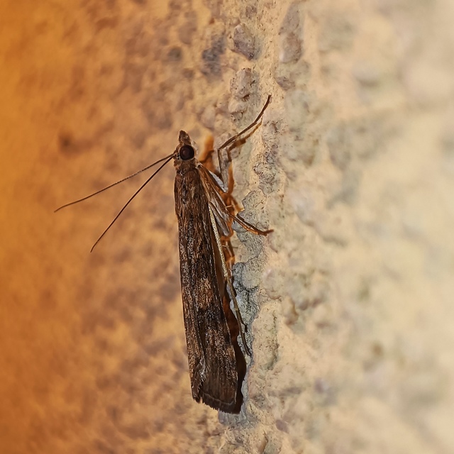 Nomophila noctuella - közönséges vándormoly