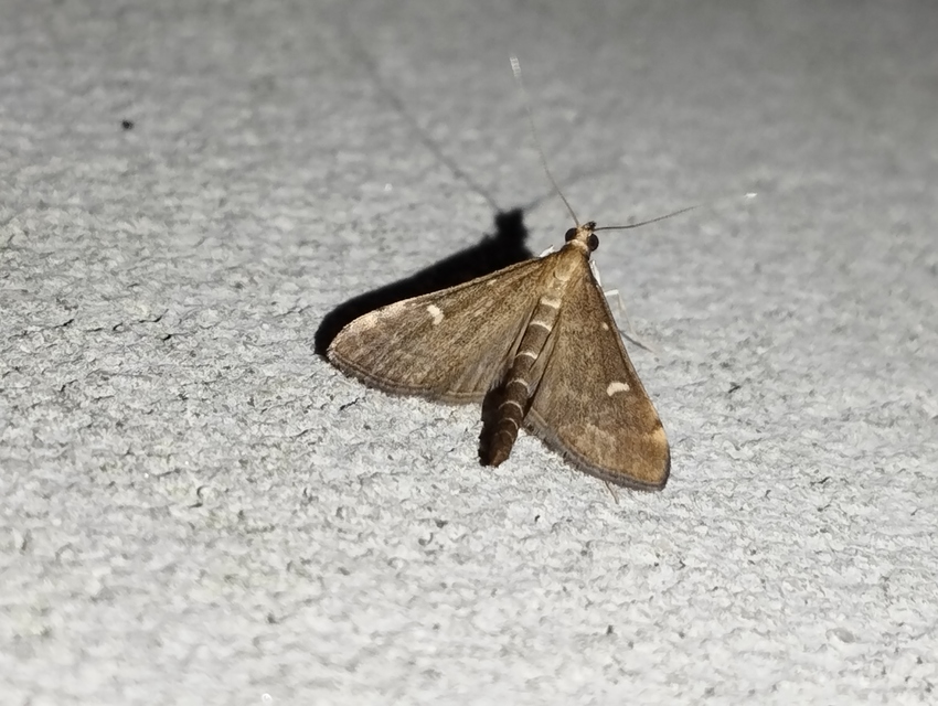 Dolicharthria punctalis - hosszúlábú tűzmoly