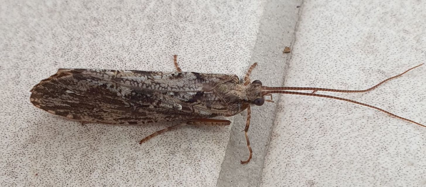 Glyphotaelius pellucidus