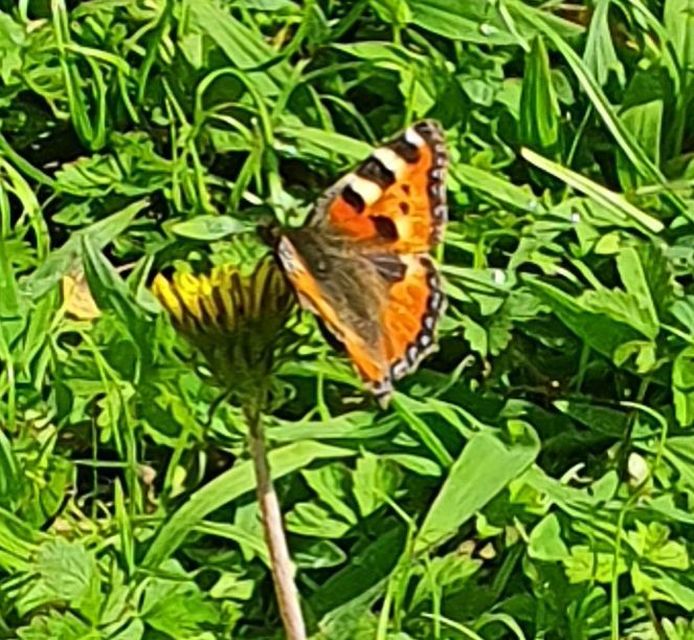 Nymphalis urticae - kis rókalepke