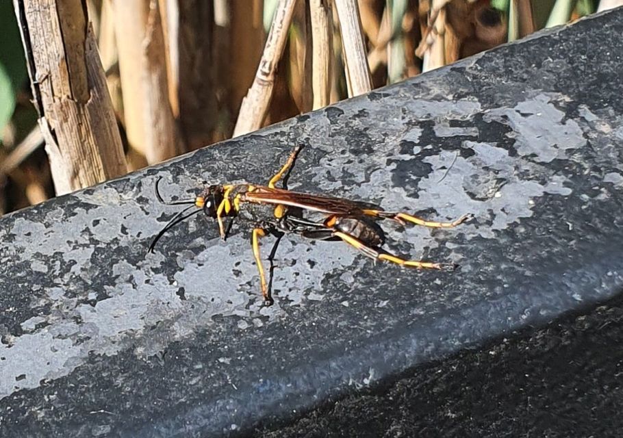 Sceliphron caementarium - feketenyelű lopódarázs