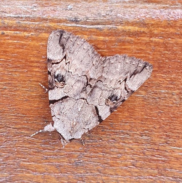 Catocala hymenaea - kökény-övesbagoly