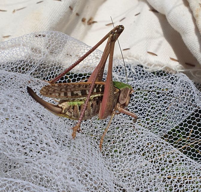 Decticus verrucivorus - szemölcsevő szöcske