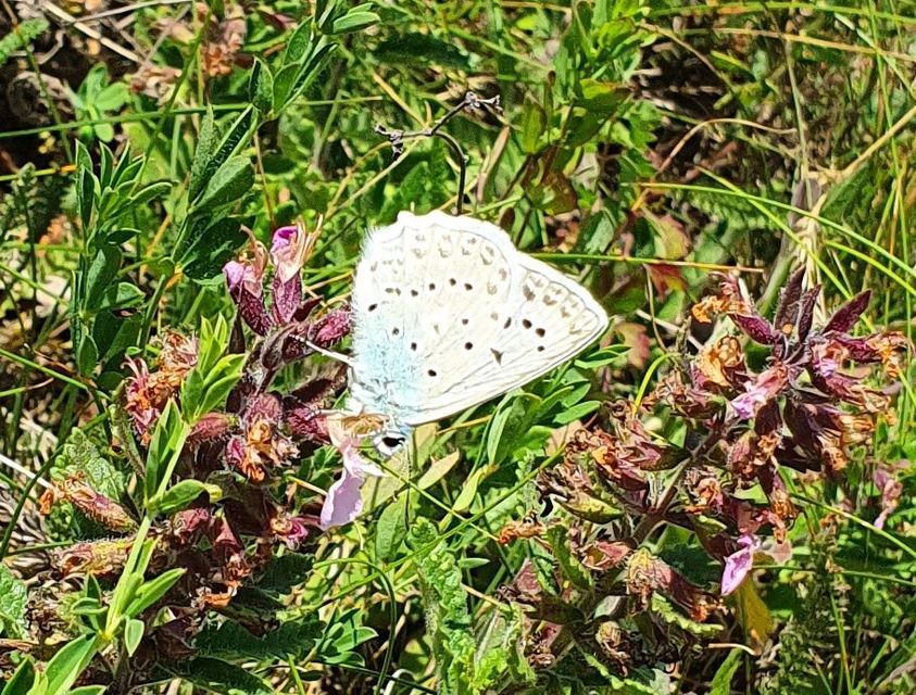 Polyommatus daphnis - csipkés boglárka