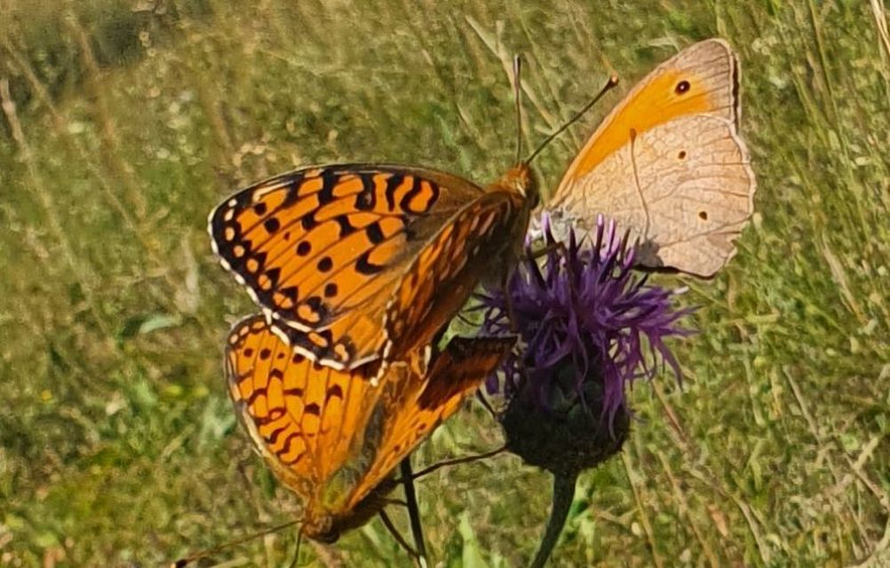 Argynnis aglaja - kerekfoltú gyöngyházlepke