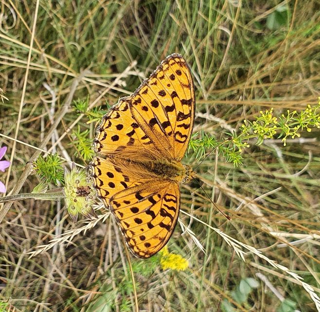 Argynnis adippe - ezüstös gyöngyházlepke