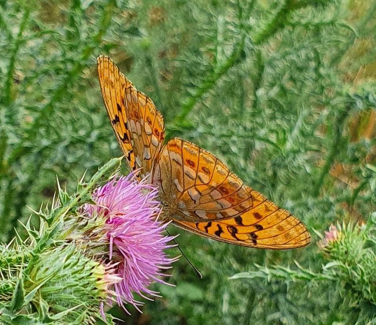 Argynnis adippe - ezüstös gyöngyházlepke