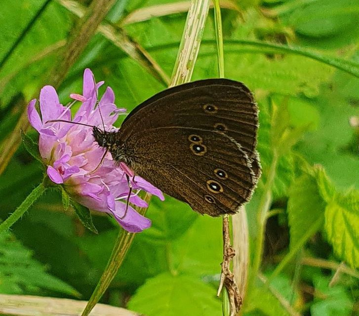 Aphantopus hyperanthus - közönséges ökörszemlepke