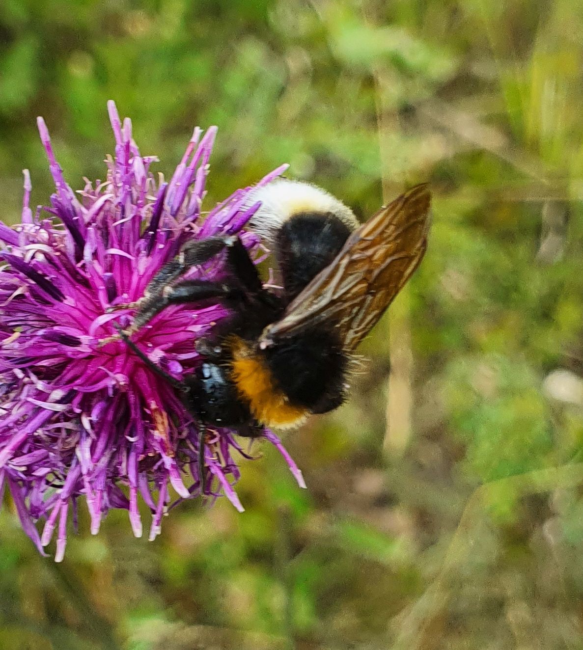 Bombus vestalis