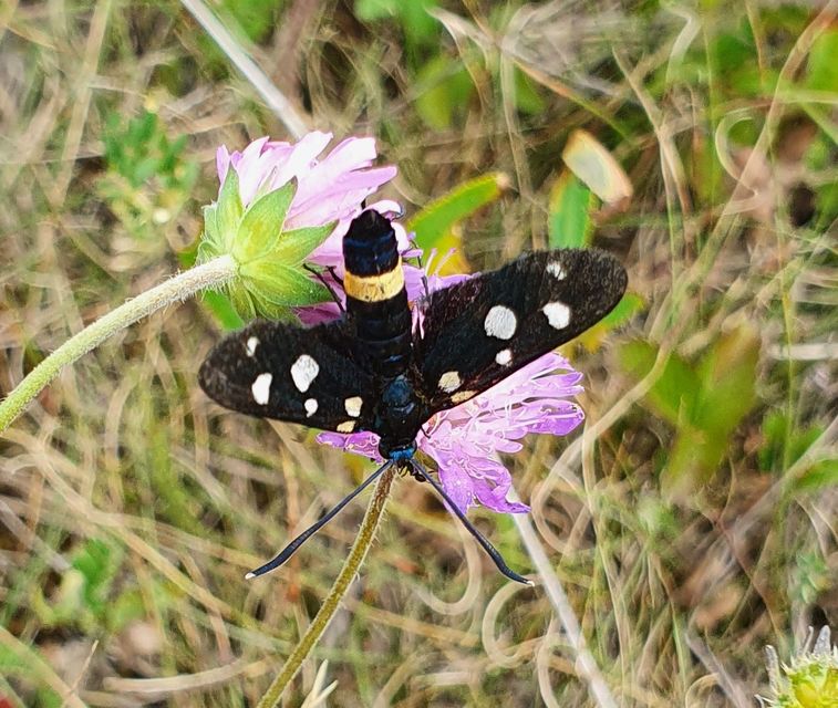 Zygaena ephialtes - változékony csüngőlepke