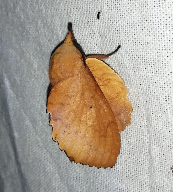 Gastropacha quercifolia - tölgylevélpohók