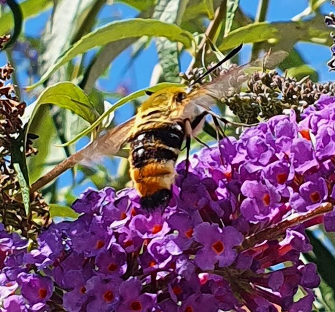 Hemaris tityus - pöszörszender Hemaris tityus - pöszörszender