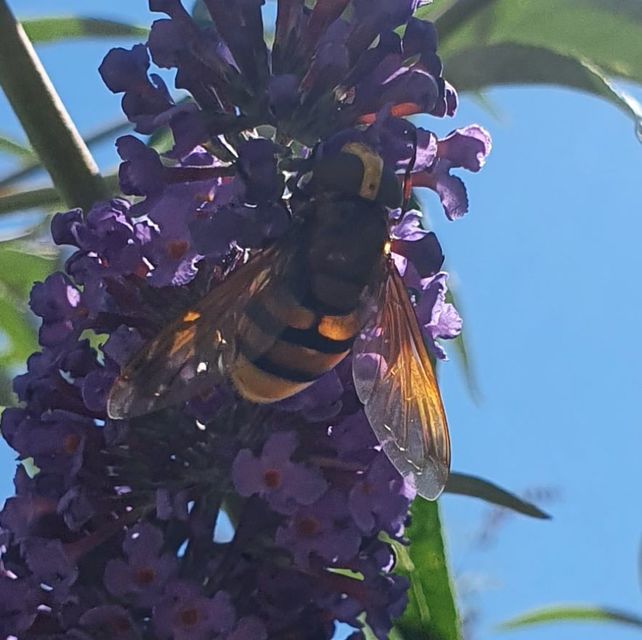 Volucella zonaria - kétöves pihelégy