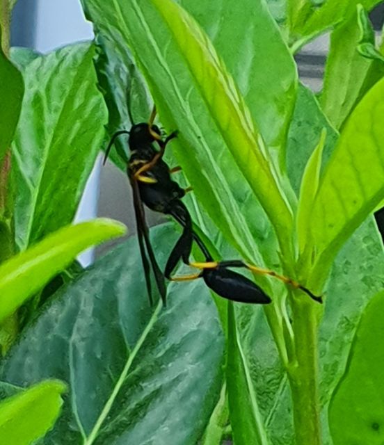 Sceliphron caementarium - feketenyelű lopódarázs
