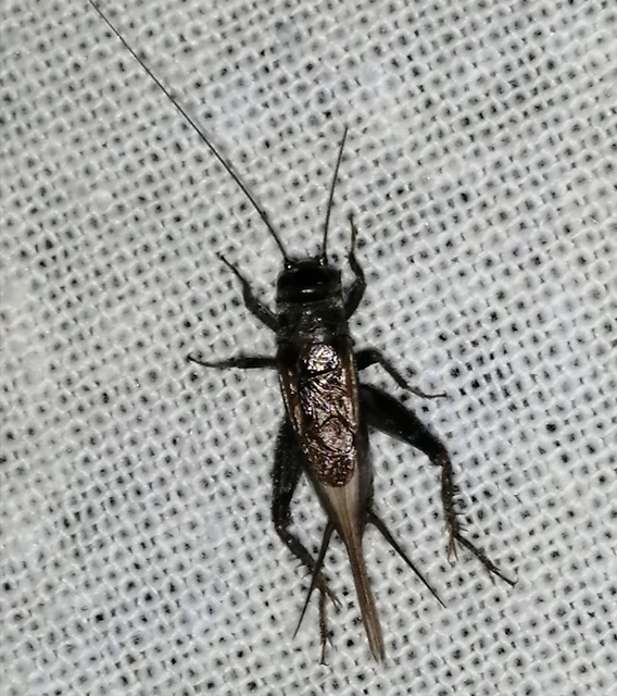 Eumodicogryllus bordigalensis - bordói tücsök
