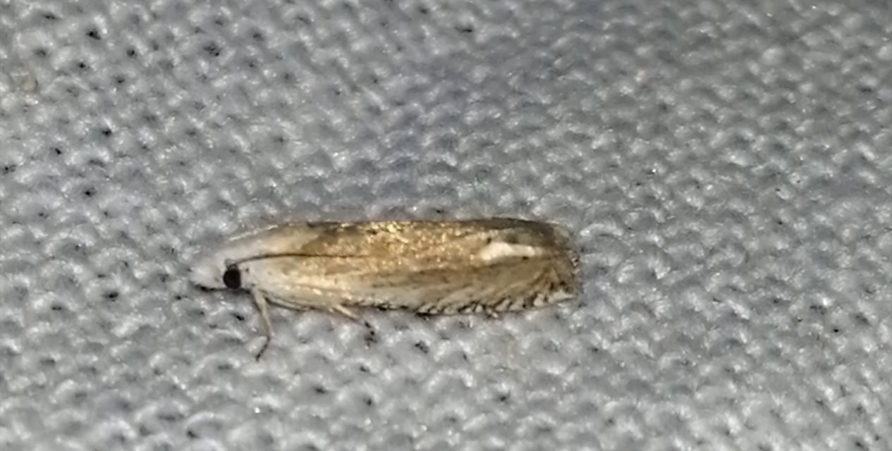 Eucosma