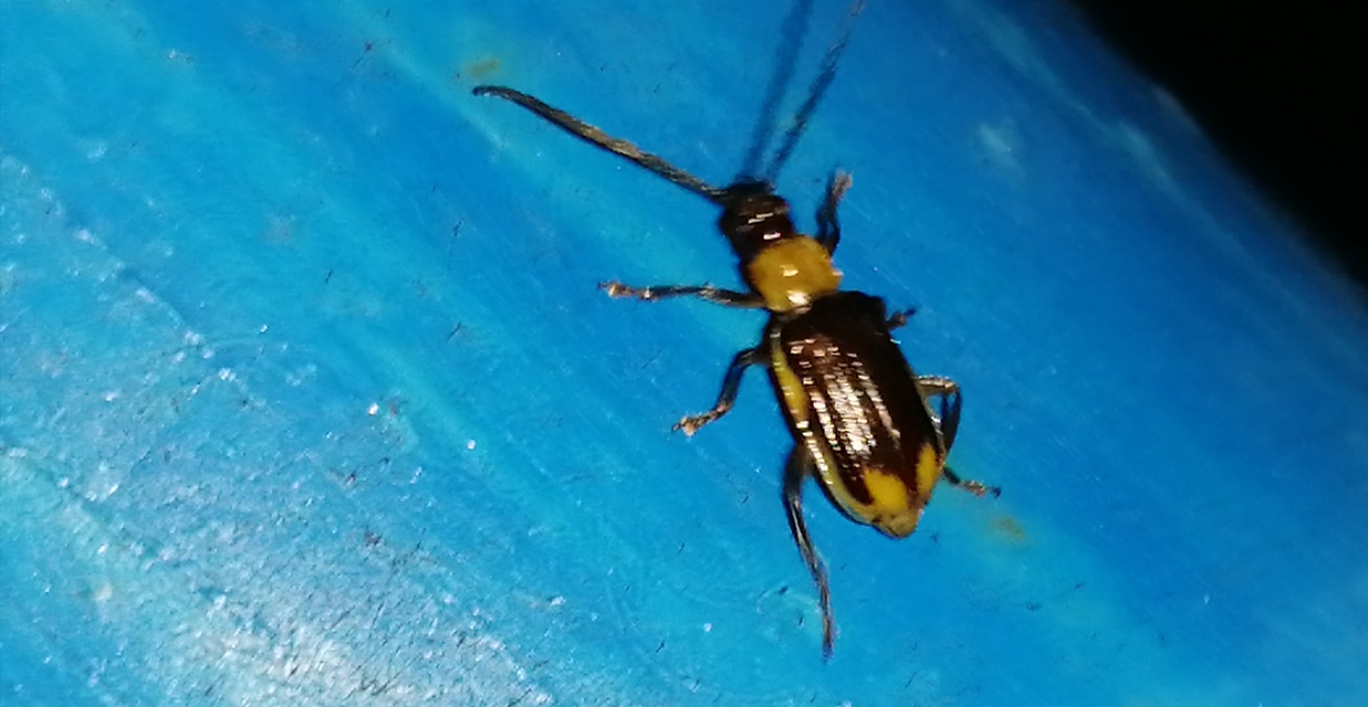 Diabrotica virgifera - amerikai kukoricabogár
