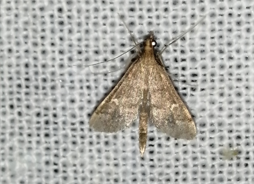 Dolicharthria punctalis - hosszúlábú tűzmoly