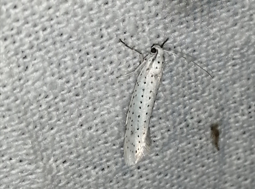Yponomeuta evonymella - pókhálós májusfamoly